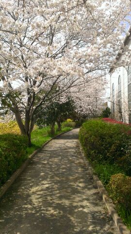 渋田川沿いを少し入った所　桜の影が美しい