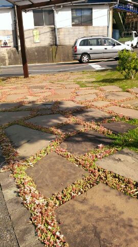 セダムが開花しています