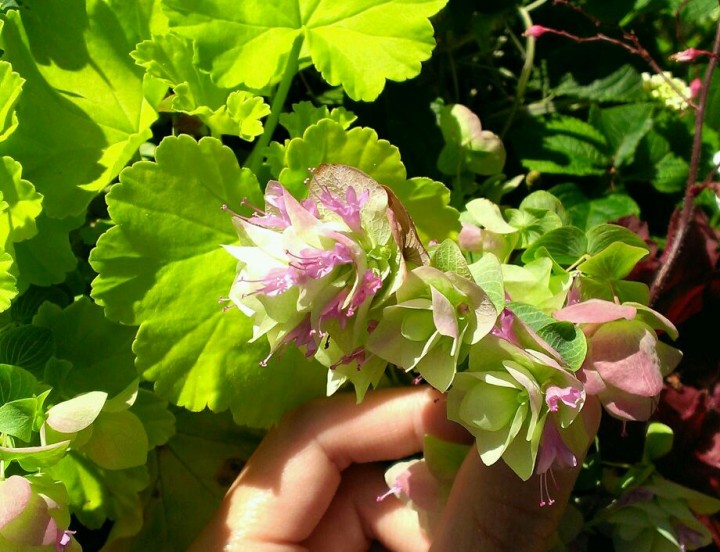 オレガノケントビューティの花が開花しました