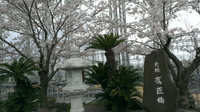 平塚市の桜が見ごろを迎えています