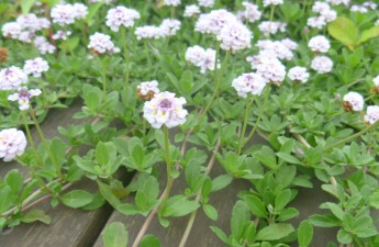 ヒメイワダレソウの開花期には花が立ち上がるように咲く