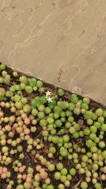 セダムの花