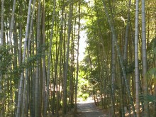 大磯町　吉田邸　　竹林