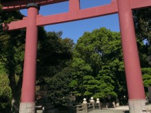 平塚　平塚八幡宮　入り口の鳥居