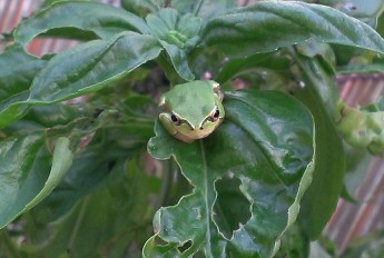 平塚市　お庭のカエル　葉の上にのっています