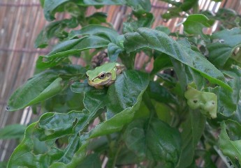 平塚市　庭のバジルの葉の上にのるカエル