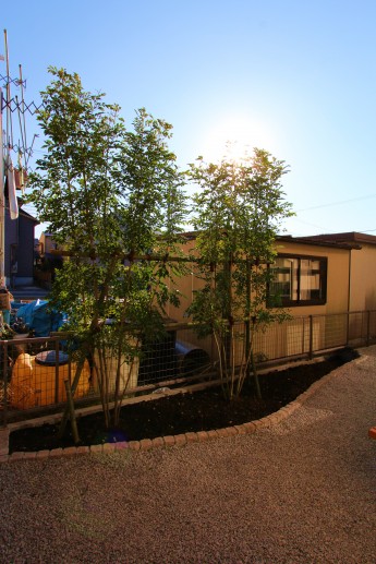 横浜市　庭の施工事例　砂利敷きにピンコロ縁取りの植栽スペース　シマトネリコ