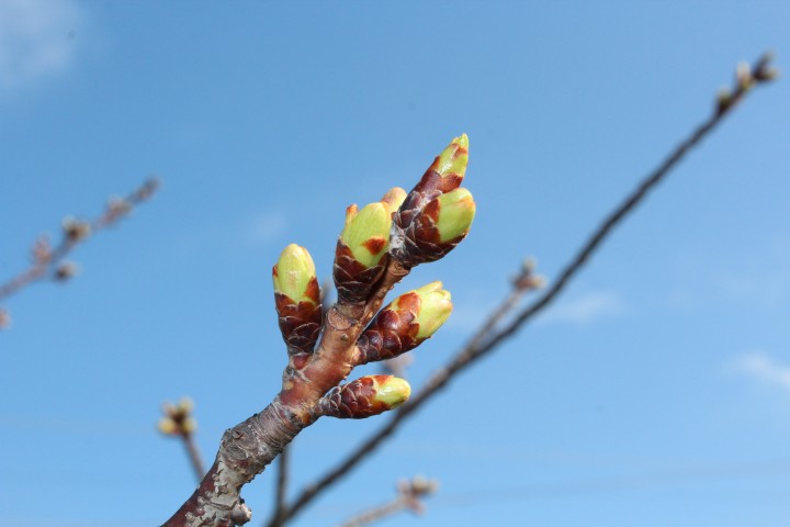 桜のつぼみ