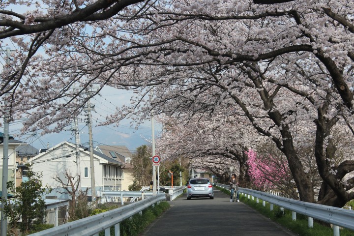 桜