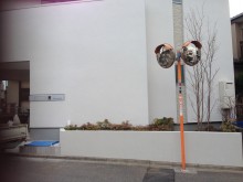 デッドスペースも植栽を植えることでお庭として。白い建物に株立ちの樹木は映えます。
