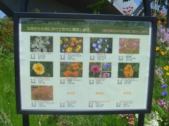 花が次々に開花する予定だそうです