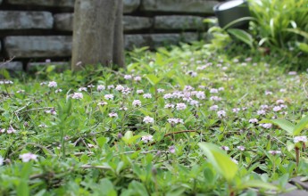 ヒメイワダレソウの開花期には花が立ち上がるように咲く